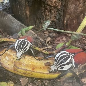 Goliath Beetles