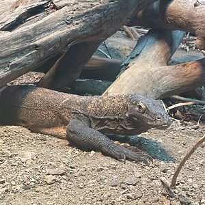 Komodo Dragon