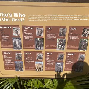 Cincinnati’s Elephant Herd