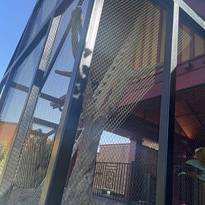 Future Azure-Winged Magpie and Vietnam Pheasant Aviary