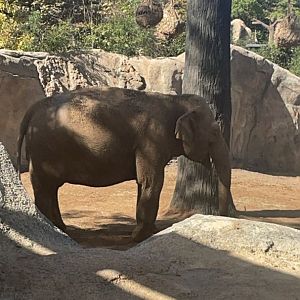 Asian Elephant
