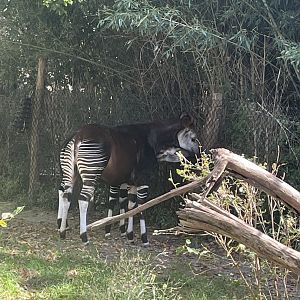 Okapi