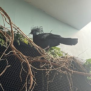 Victoria Crowned Pigeon