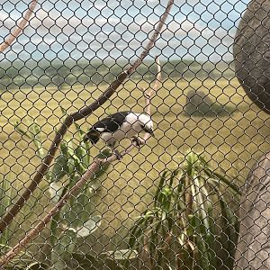 Buffalo Headed Weaver
