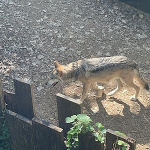 Mexican Grey Wolf