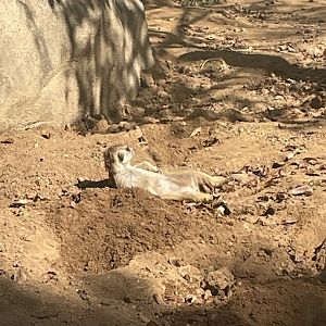 Meerkat tanning