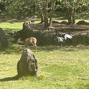Lesser Kudu, Eastern Grey Crowned Crane, and Saddle-Billed Stork