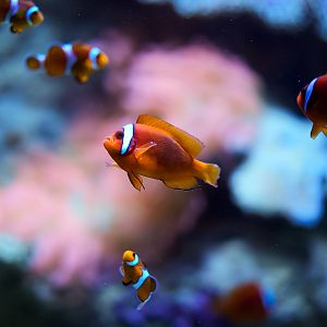 Tomato & Ocellaris Clownfishes