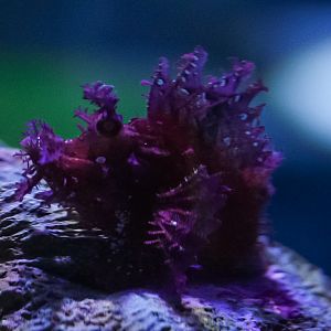 Purple Weedy Scorpionfish