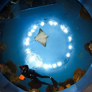 'The Reef' Oculus Window (ft. A diver)