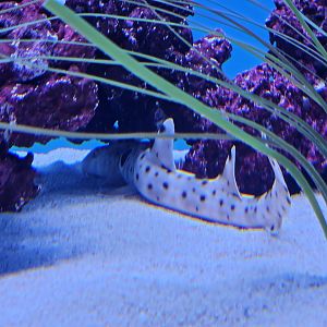 Epaulette Shark