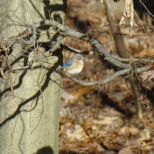Eastern bluebird (Sialia sialis)