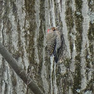 Northern flicker (Colaptes auratus)