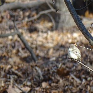 Willow flycatcher (Empidonax traillii)