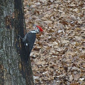 Pileated woodpecker (Dryocopus pileatus)