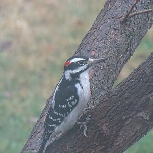 Hairy woodpecker (Leuconotopicus villosus)