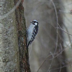 Downy woodpecker (Picoides pubescens)