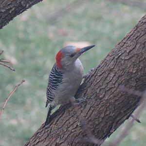 Red-bellied woodpecker (Melanerpes carolinus)