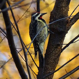 Yellow-bellied sapsucker (Sphyrapicus varius)