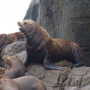 Steller sea lion (Eumetopias jubatus)