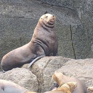 Steller sea lion (Eumetopias jubatus)