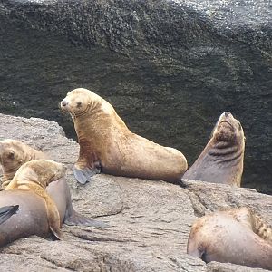 Steller sea lion (Eumetopias jubatus)