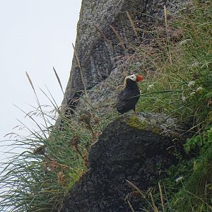 Tufted puffin (Fratercula cirrhata)