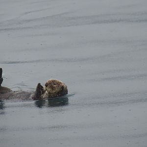Sea otter (Enhydra lutris)