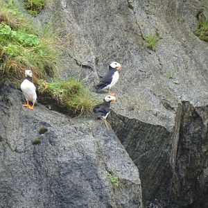 Horned puffin (Fratercula corniculata)