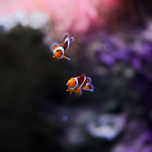 Ocellaris Clownfishes
