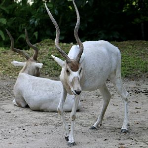 Addax (Addax nasomaculatus)