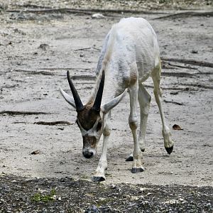 Addax (Addax nasomaculatus) young