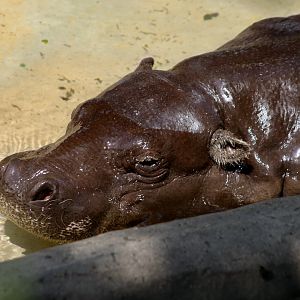 Western Pygmy Hippopotamus (Choeropsis liberiensis liberiensis)