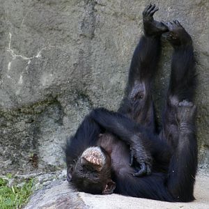 Chimpanzee (Pan troglodytes) relaxing