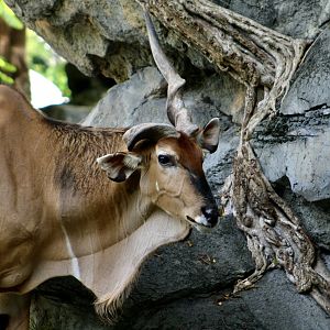 Eastern Giant Eland (Taurotragus derbianus gigas) male
