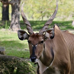 Eastern Giant Eland (Taurotragus derbianus gigas)