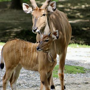 Eastern Giant Eland (Taurotragus derbianus gigas) young