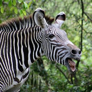Grevy's Zebra (Equus grevyi)