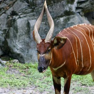 Eastern Bongo (	Tragelaphus eurycerus isaaci)