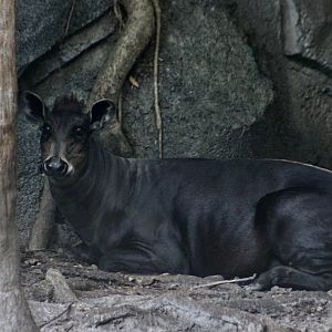 Yellow-Backed Duiker (Cephalophus silvicultor)