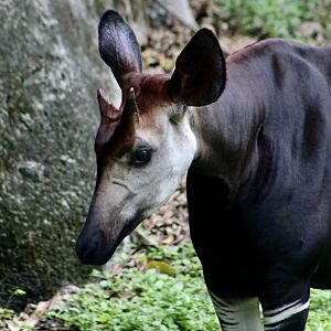 Okapi (Okapia johnstoni)