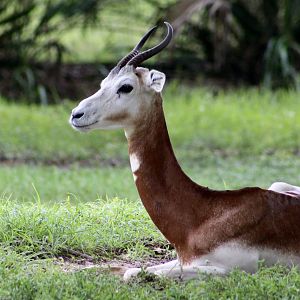 Nubian Red-Necked Gazelle (Nanger dama ruficollis)
