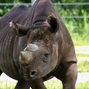 East African Black Rhinoceros (Diceros bicornis michaeli)