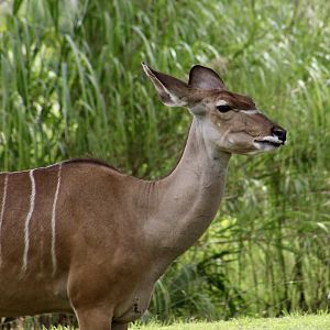 Greater Kudu (Tragelaphus strepsiceros) female