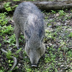 Chacoan Peccary (Catagonus wagneri)