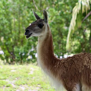 Guanaco (Lama guanicoe)