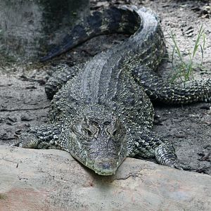 Cuban Crocodile (Crocodylus rhombifer)