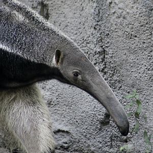 Giant Anteater (Myrmecophaga tridactyla)