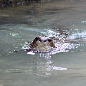 Giant Otter (Pteronura brasiliensis)
