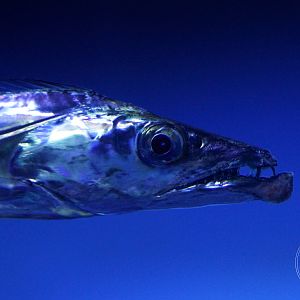 Largehead Hairtail (Trichiurus lepturus)